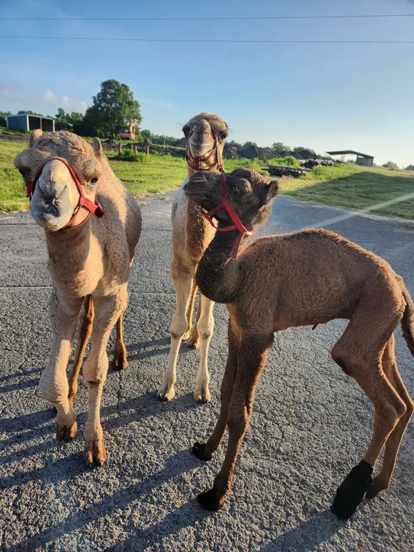 The resort camels