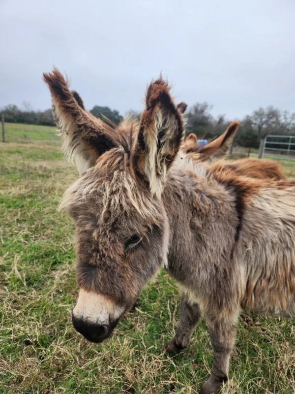 The resort donkeys