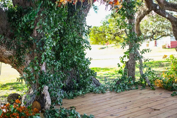 The ivy-covered ceremony oak